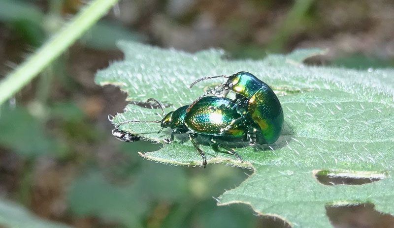 Chrysolina fastuosa, Chrysomelidae